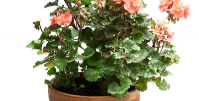 芍药花怎么养，掌握关键要点，花开更鲜艳