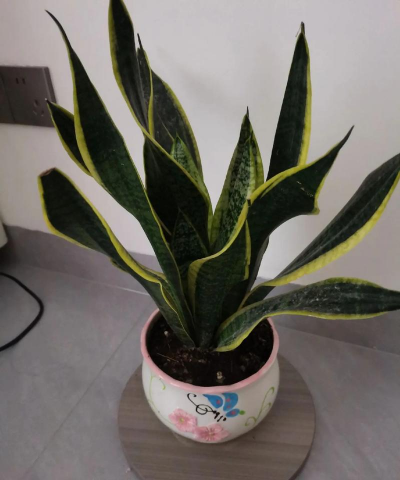 芍药花怎么养，掌握关键要点，花开更鲜艳