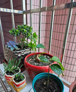 芍药花怎么养，掌握关键要点，花开更鲜艳