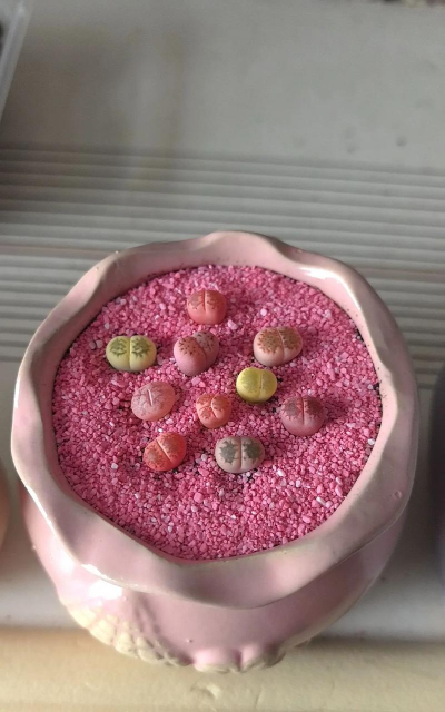 柿树虫病防治，识别常见虫害，掌握有效方法