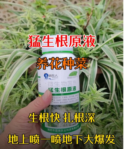 柿树虫病防治，识别常见虫害，掌握有效方法