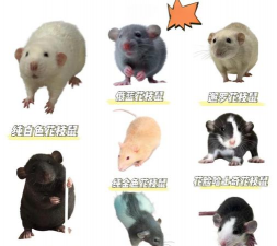 柿树虫病防治，识别常见虫害，掌握有效方法