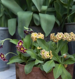 柿树虫病防治，识别常见虫害，掌握有效方法