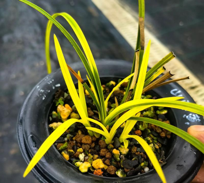 柿树虫病防治，识别常见虫害，掌握有效方法