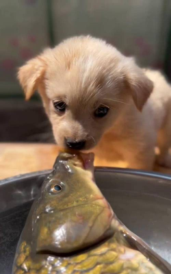 芍药花怎么养，掌握关键要点，花开更鲜艳