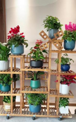 芍药花怎么养，掌握关键要点，花开更鲜艳