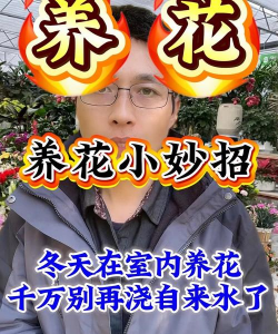 芍药花怎么养，掌握关键要点，花开更鲜艳