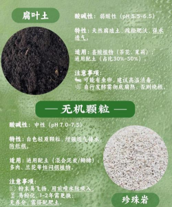 柿树虫病防治，识别常见虫害，掌握有效方法