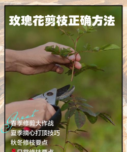 怎么修剪刺花