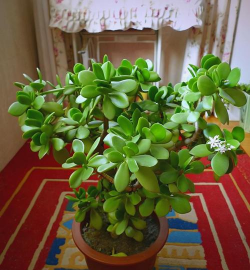 庭院景观绿化设计，打造舒适空间，提升生活品质