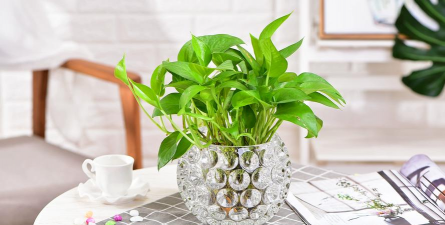 葡萄栽培，掌握关键技术，实现优质丰产