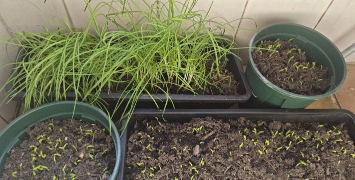 庭院景观绿化设计，打造舒适空间，提升生活品质