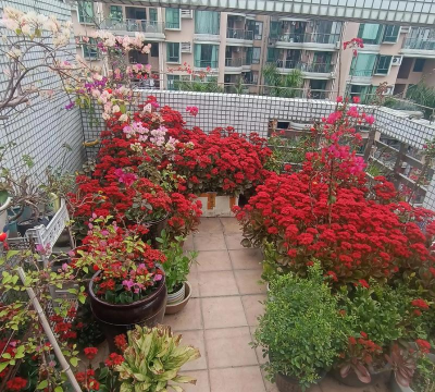 无土栽培技术，突破土壤限制，开启高效种植新篇章