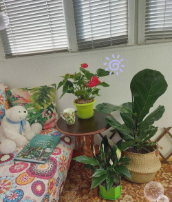 无土栽培技术，突破土壤限制，开启高效种植新篇章