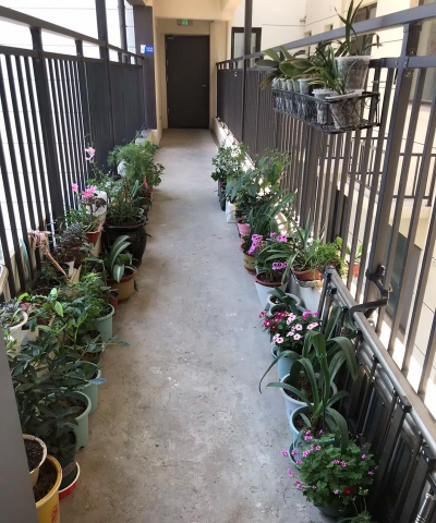 柿树虫病防治，识别常见虫害，掌握有效方法