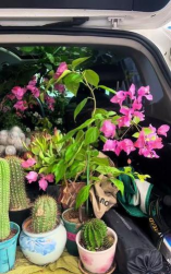 家庭养花用生根粉