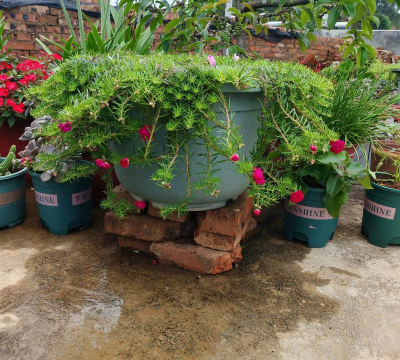 家庭养花用生根粉