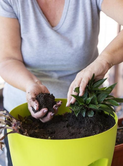 家庭养花用生根粉