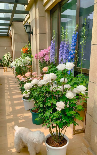 家庭养花用生根粉