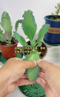 家庭养花用生根粉