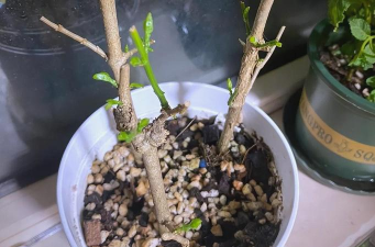 家庭养花用生根粉