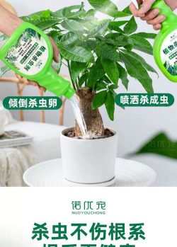 家庭养花用生根粉