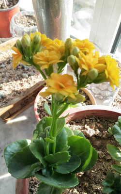 家庭养花用生根粉