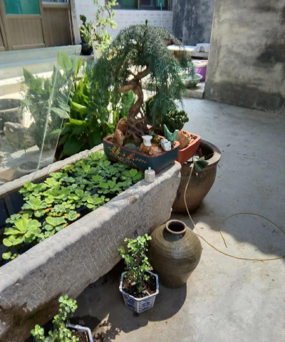 小院石头槽子养花