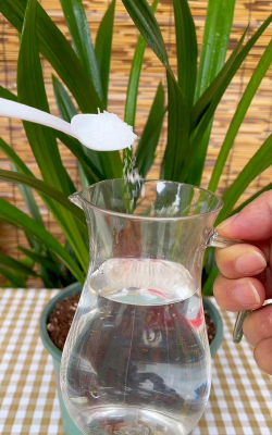 家庭养花用生根粉