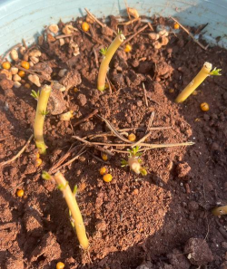 家庭养花用生根粉