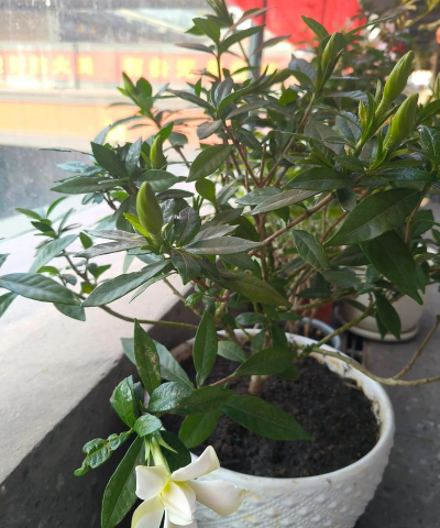 家庭养花用生根粉