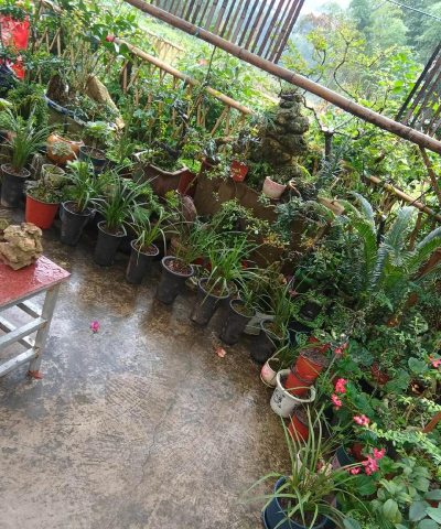 家庭养花用生根粉