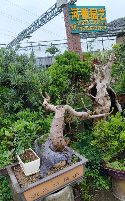 小树桩配什么树