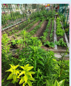 东北小区种菜养花