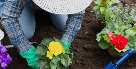 家庭养花用生根粉