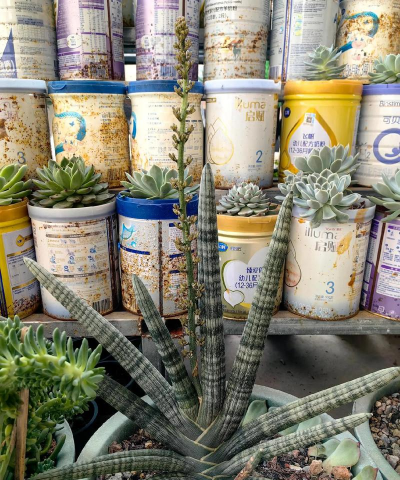 家庭养花牛角花