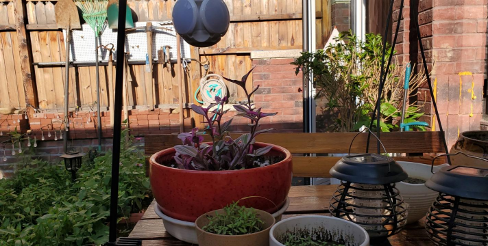 家庭养花用生根粉