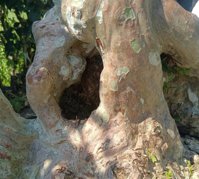 紫薇盆景用什么树根