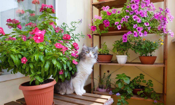 家庭养花用生根粉