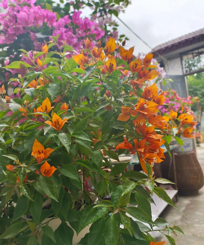 家庭养花用生根粉