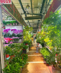 家庭养花用生根粉