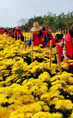 家庭养花用生根粉