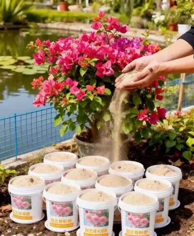 家庭养花用生根粉