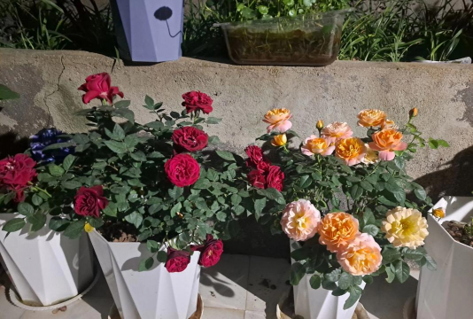 家庭养花用生根粉