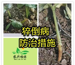 针阔叶树幼苗猝倒病防治方法 针阔叶树幼苗猝倒病防治方法