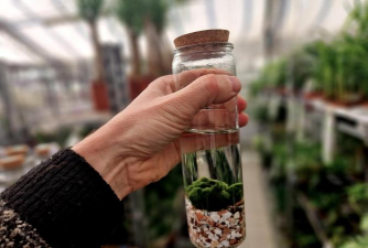 无土栽培技术，突破土壤限制，开启高效种植新篇章