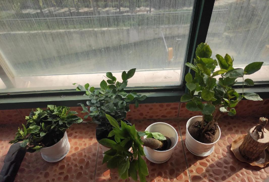 家庭养花用生根粉