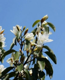 深山含笑为什么叫