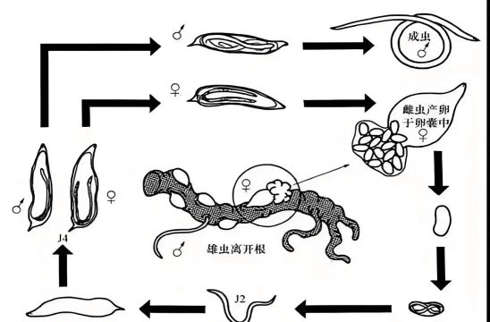 家庭养花用生根粉