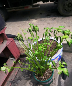 家庭养花用生根粉